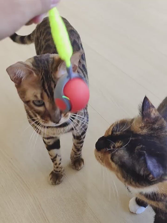 Entertainment Smart Cat Teaser Ball